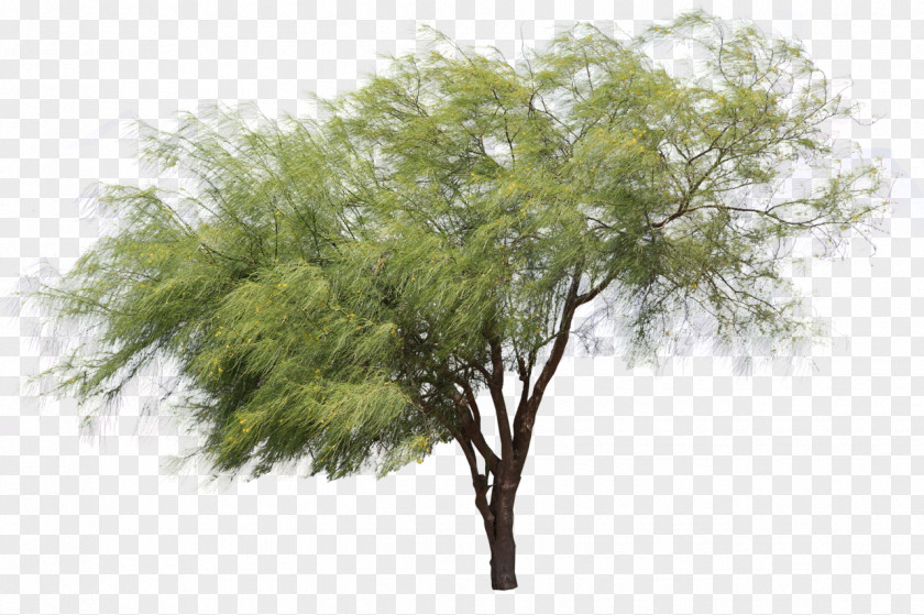 Suculent Tree Plant PNG