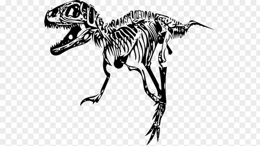 Skeleton Tyrannosaurus Velociraptor Giganotosaurus Dinosaur Size PNG