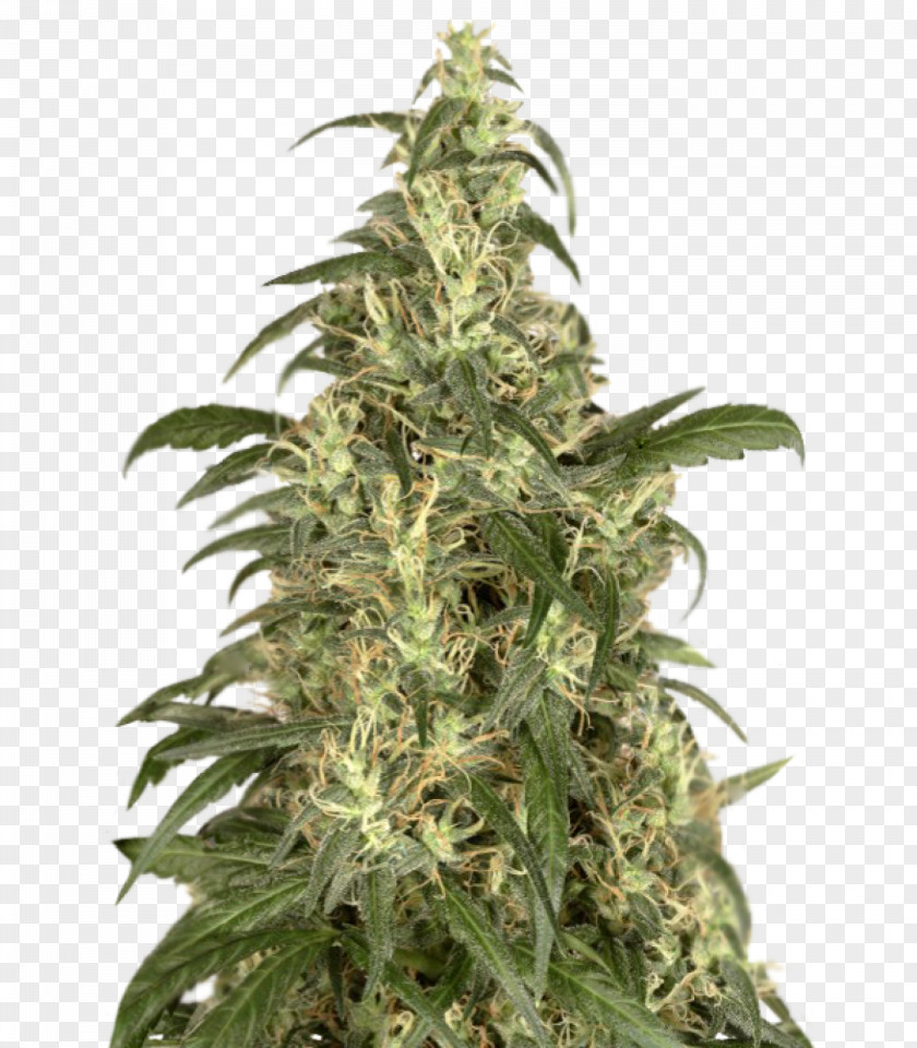 Skunk Cannabis Cup Haze Seed PNG