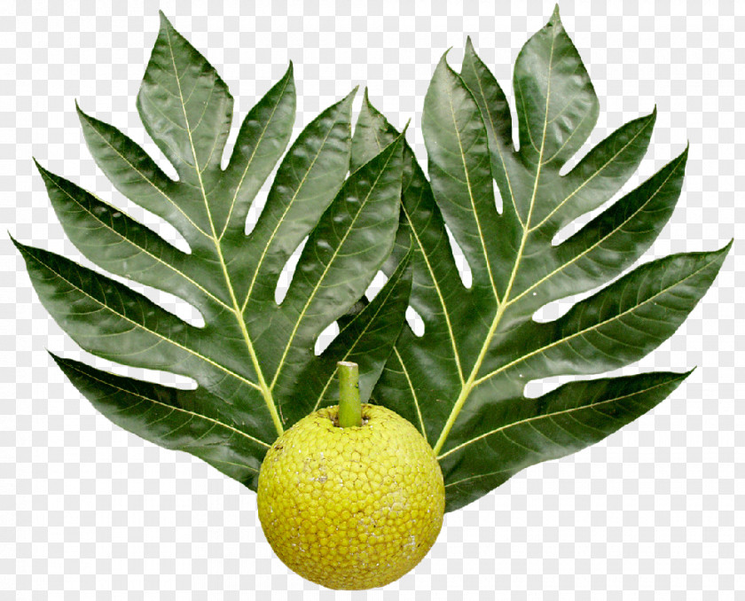 Tropical Leaf Breadfruit National Botanical Garden Food PNG