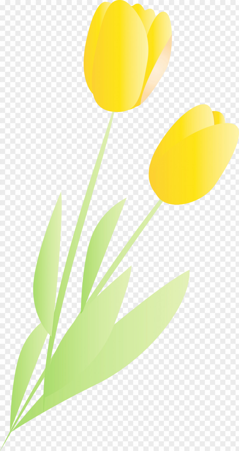 Yellow Tulip Flower Leaf Plant PNG