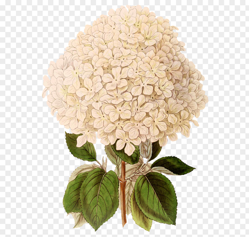 French Hydrangea Flower Clip Art PNG