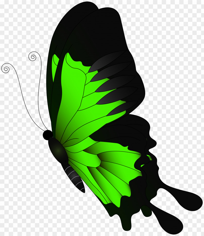 Green Flying Butterfly Clip Art PNG