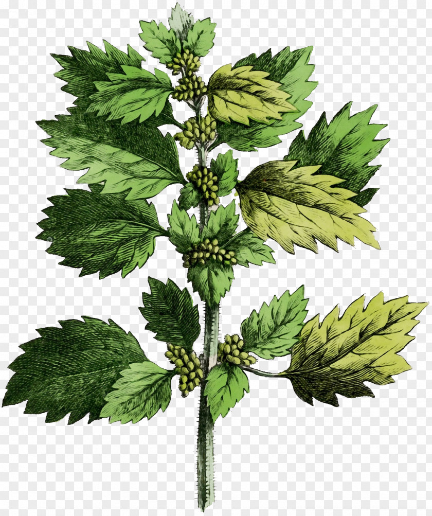 Lemon Balm White Horehound Common Nettle Plants Small Dioecy Lycopodiales PNG