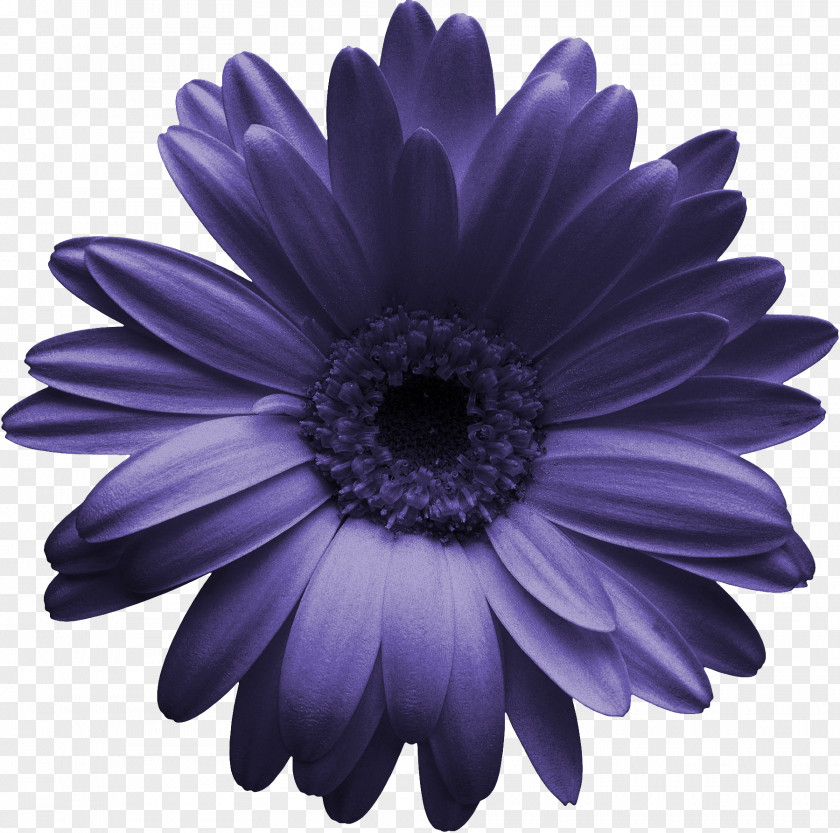 Purple Flower Transvaal Daisy Gerber Format Chrysanthemum Clip Art PNG