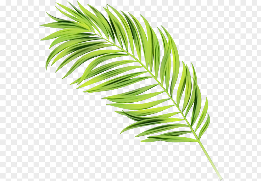 Vascular Plant Terrestrial Cartoon Palm Tree PNG