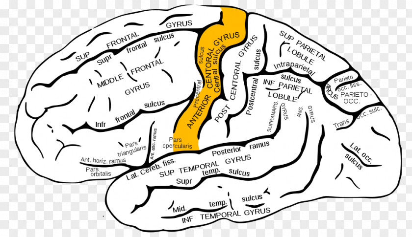 Brain Inferior Frontal Gyrus Lobe Sulcus Lobes Of The PNG