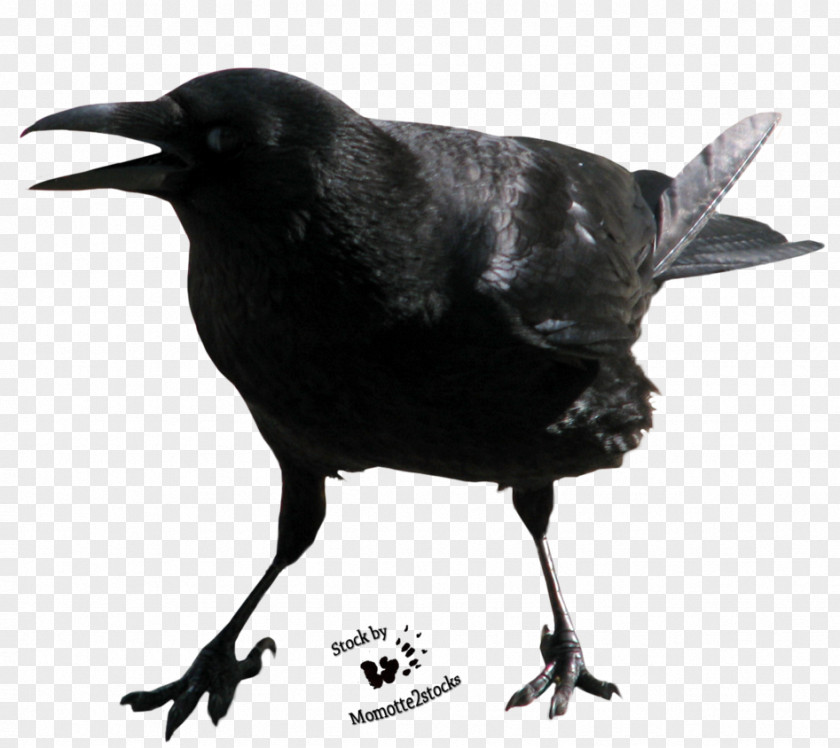 Crow Free Image Crows Clip Art PNG