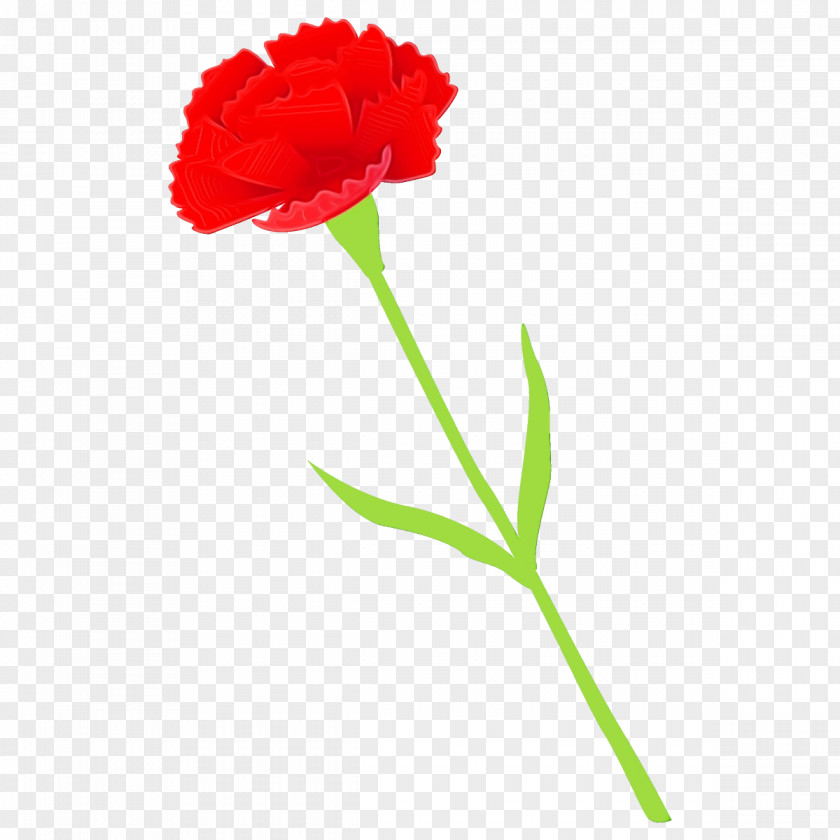 Flower Plant Red Carnation Cut Flowers PNG