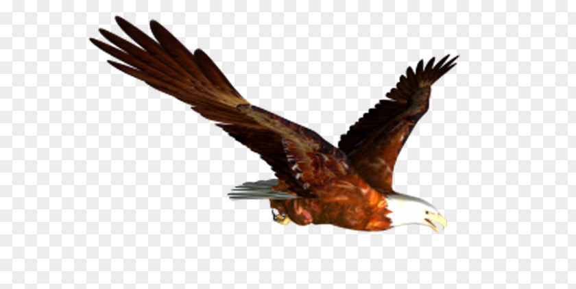 Flying Eagles Bald Eagle Flight Bird Clip Art PNG