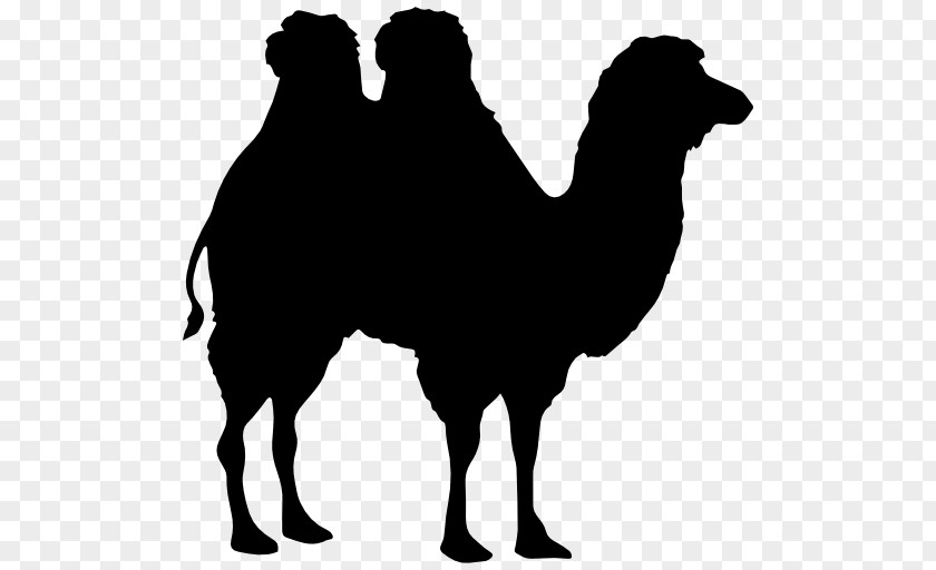 Horse Dromedary Bactrian Camel Clip Art PNG