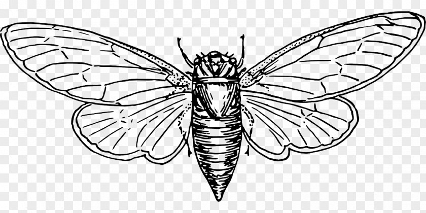 Insect Colouring Pages Coloring Book Cicadoidea Australian Cicadas Illustration PNG