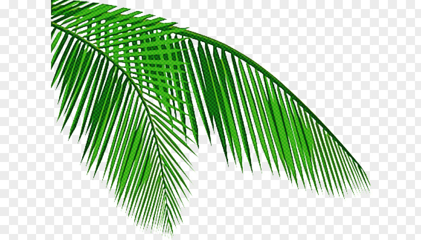 Palm Trees PNG