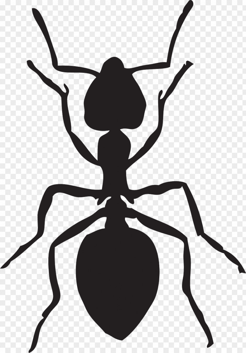 Ants Ant Download Clip Art PNG