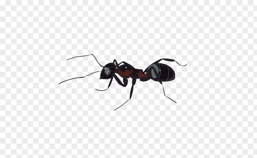 Black Ants Ant Insect Wing Membrane PNG