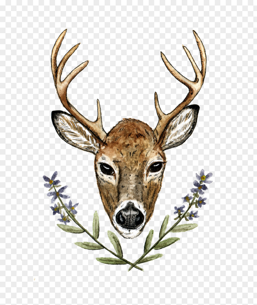 Deer Elk Red Antler White-tailed PNG