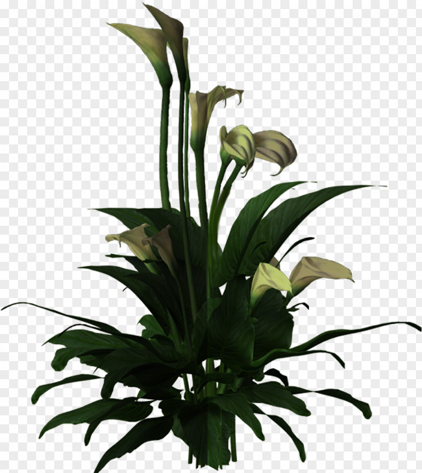 Flower Floral Design Cut Flowers Flowerpot Plant Stem PNG