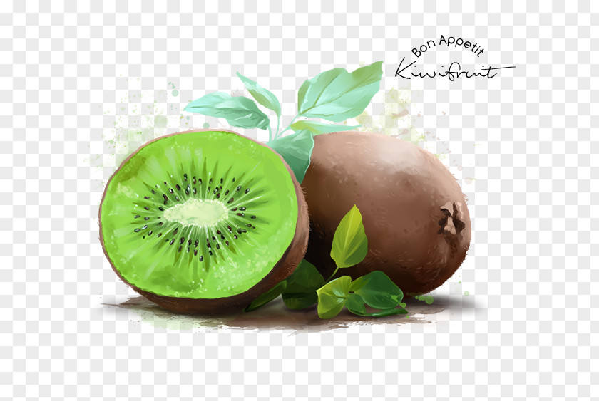 Painting Kiwifruit Stock Photography Watercolor Poster PNG