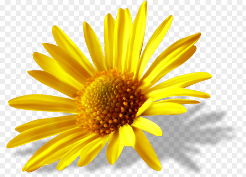 Flower Common Daisy Light Clip Art PNG