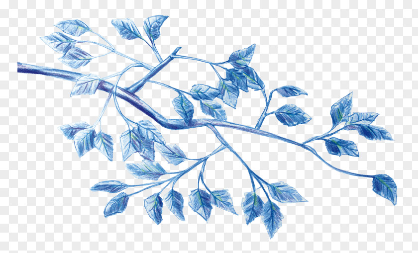 Quinto /m/02csf Cooperativa Obrera Leaf Plant Stem Drawing PNG