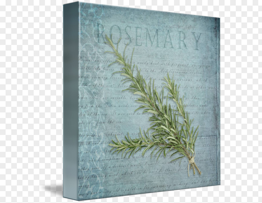 Rosemary Canvas Gallery Wrap Graphic Arts Herb PNG