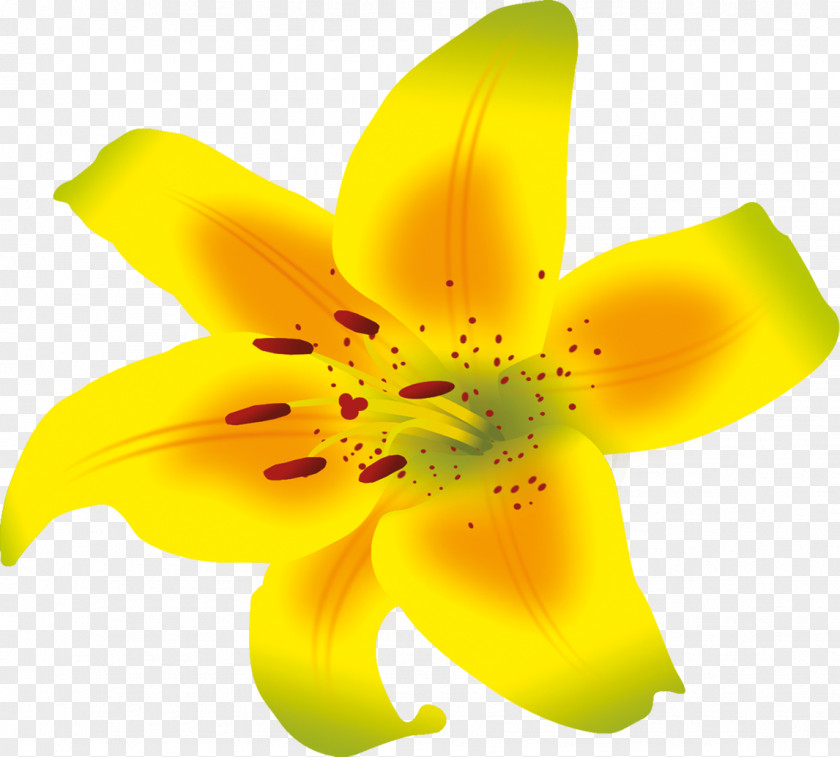 YELLOW Lilium Flower Daylily Liliaceae Petal PNG
