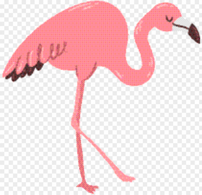 Beak Water Bird Flamingo Logo PNG