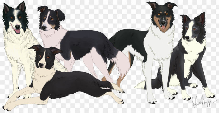 Bear Dog Breed Border Collie Karelian Rough PNG