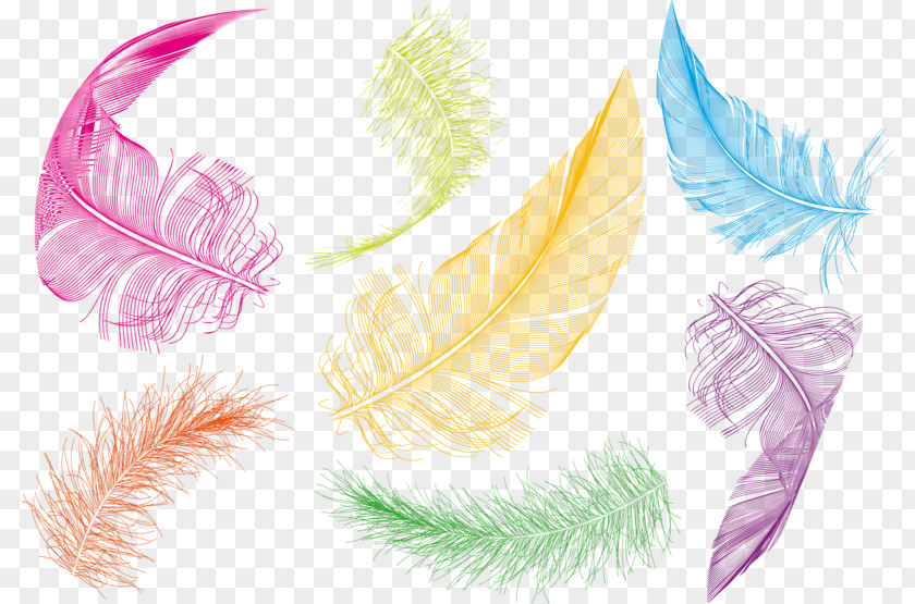 Colored Feathers Bird Feather Goose Clip Art PNG
