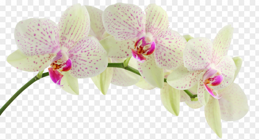 Flower Orchids Desktop Wallpaper Petal HVGA PNG