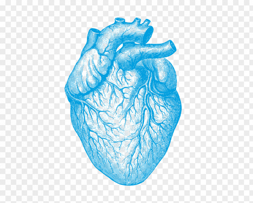 Heart Illustration Drawing Image Human Body PNG
