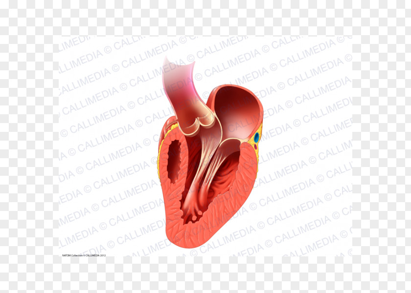 Heart Valve Human Anatomy And Physiology 2 Circulatory System PNG