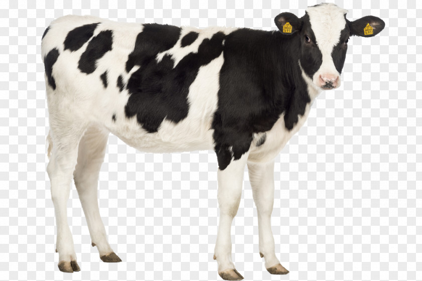 Horse Calf Holstein Friesian Cattle Livestock Stock Photography PNG