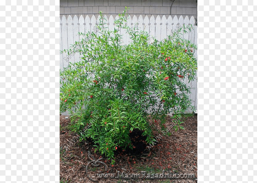Punica Granatum Tree Subshrub Herb Houseplant PNG