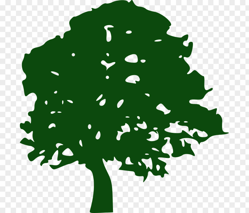 Tree White Oak Clip Art PNG