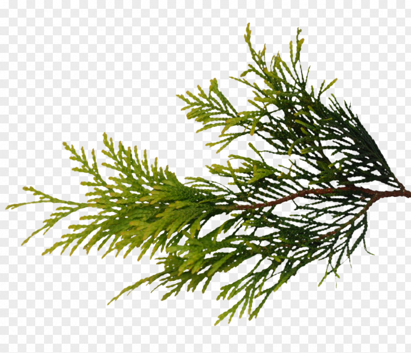 Bushes Pine Branch Texture Mapping Fir Grasses PNG