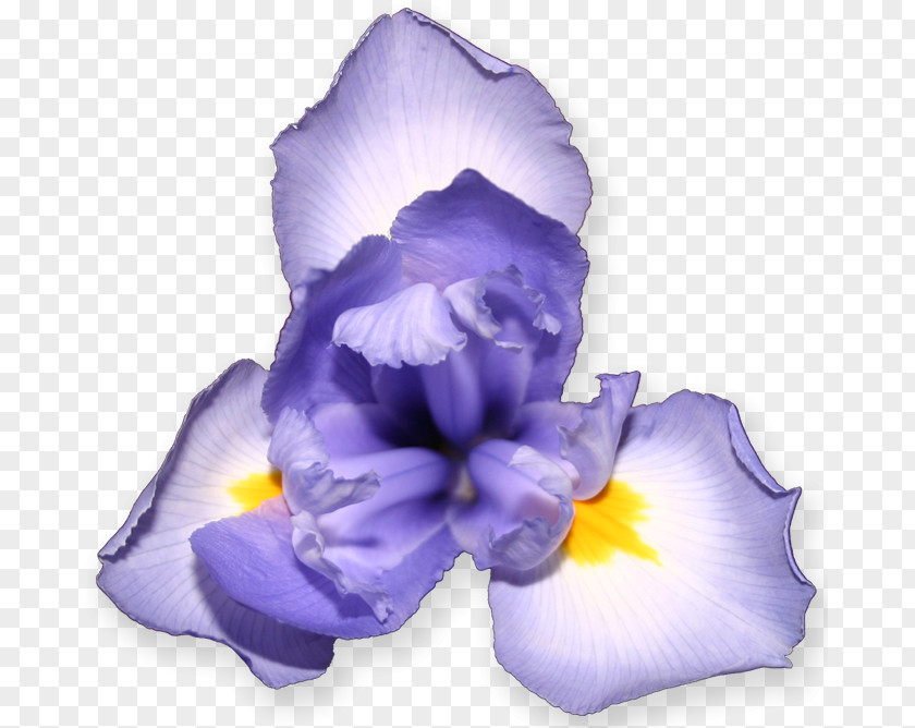 Flower Wall Iris Optifarm Pseudacorus Petal PNG