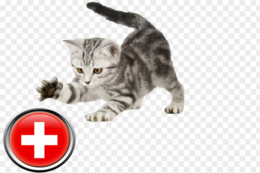 Kitten Cat Puppy Dog Mouse PNG