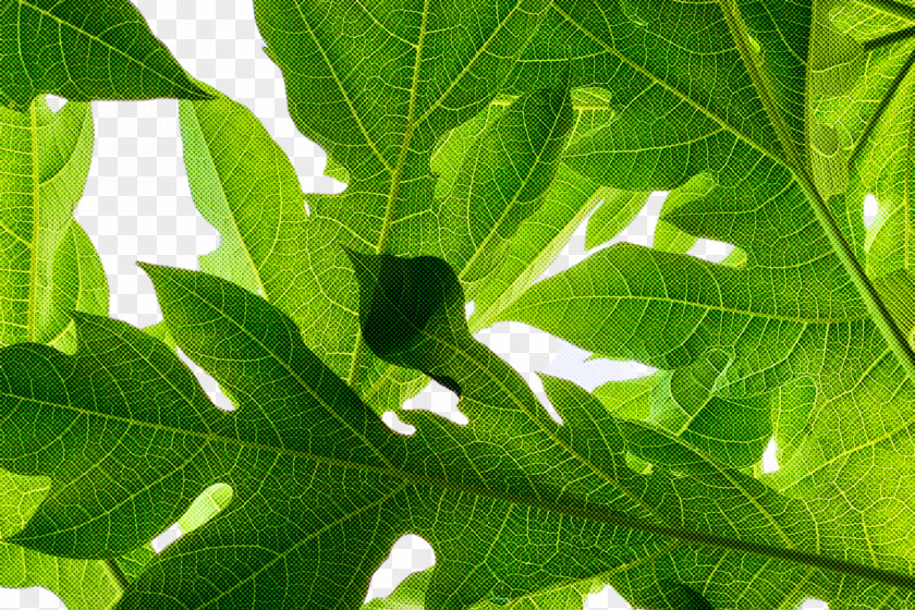 Leaf Tree Fruit Biology Plant Structure PNG