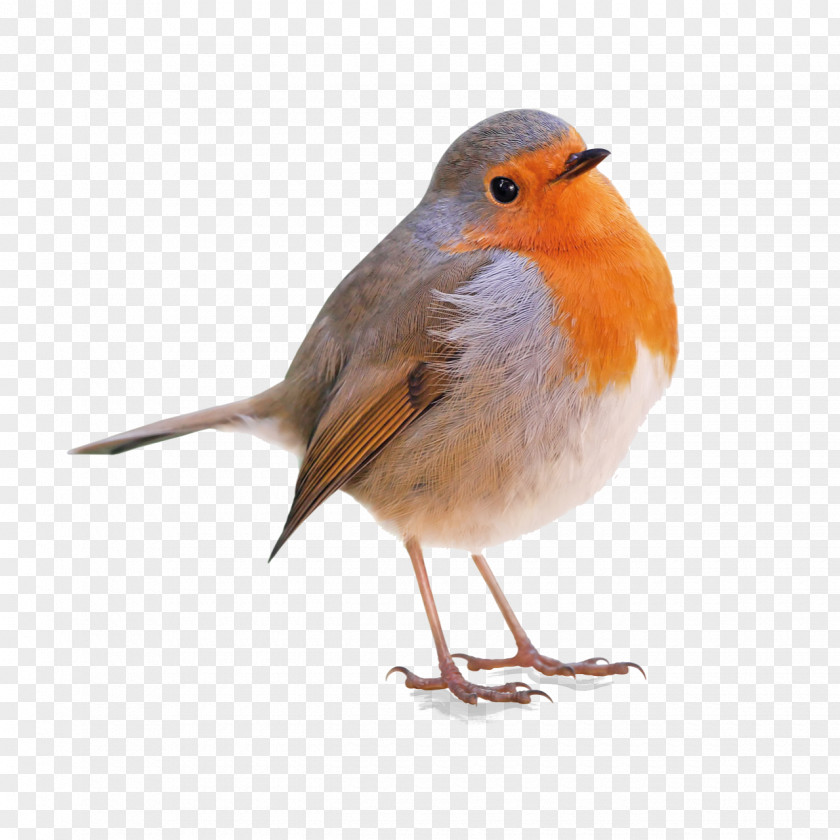 Bird European Robin Beak Old World Flycatcher PNG