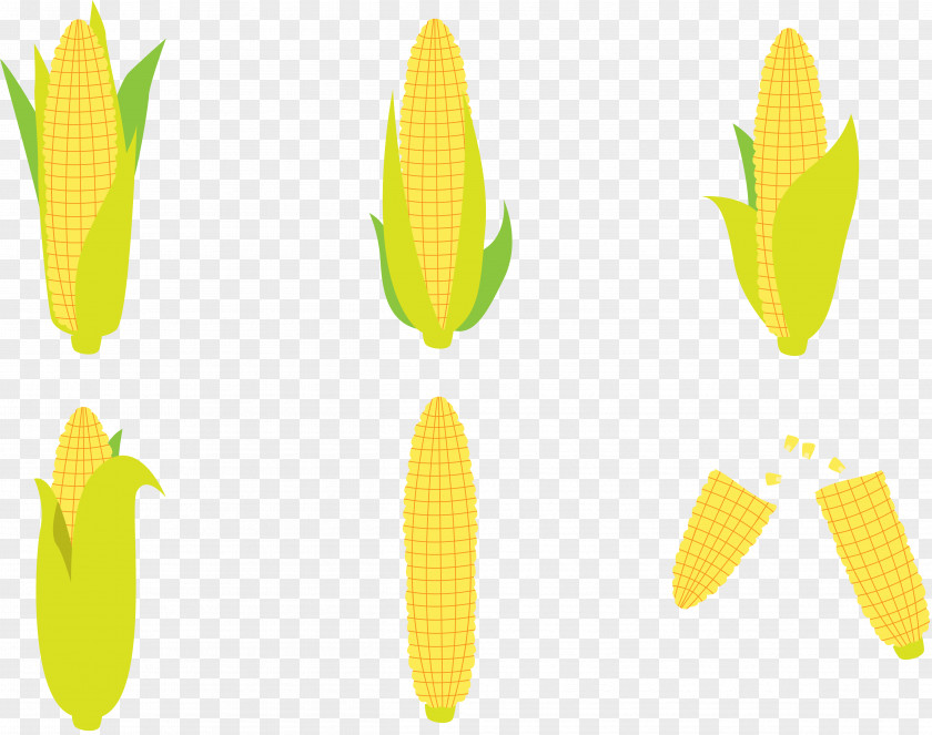 Golden Corn Flakes Maize On The Cob PNG