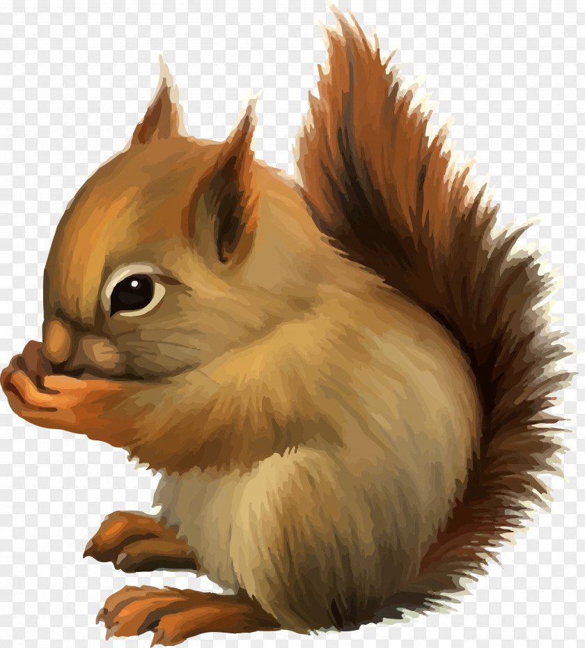 Squirrel Cartoon Cuteness PNG