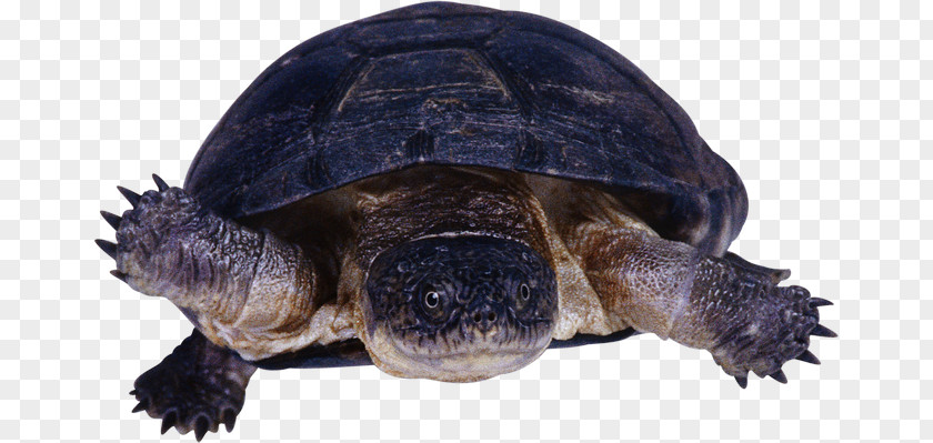 Turtle Common Snapping Reptile Tortoise PNG