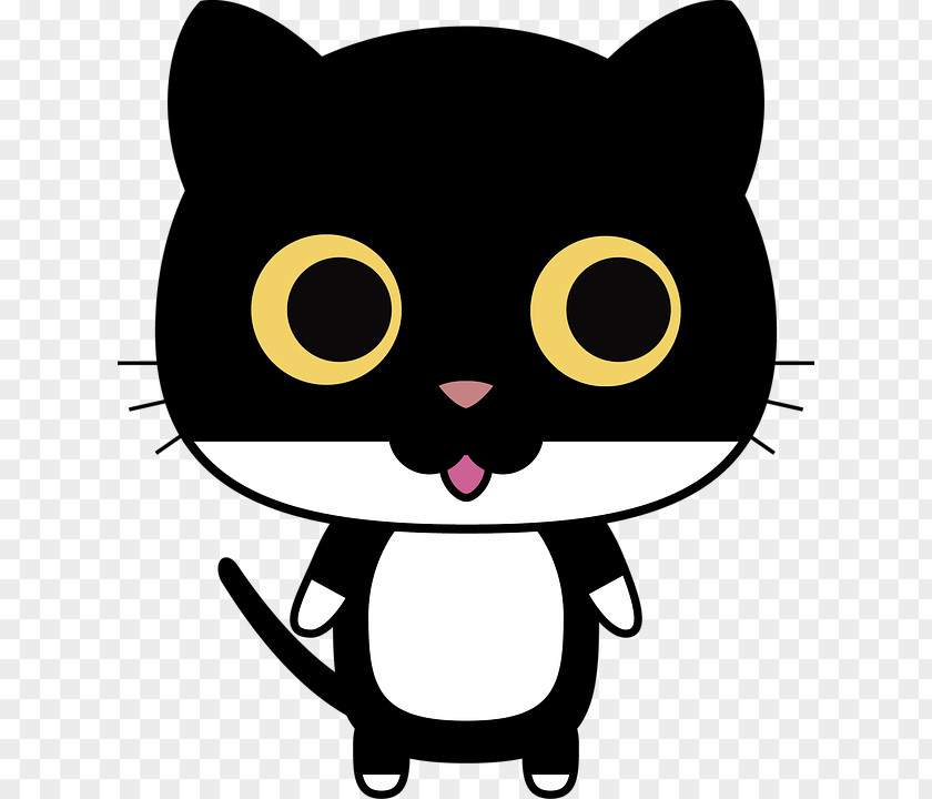 Cat Feral Kitten Bicolor Black PNG