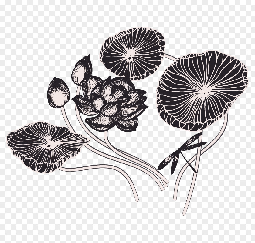 Lotus Lianpeng Sketch Drawing Nelumbo Nucifera Effect PNG