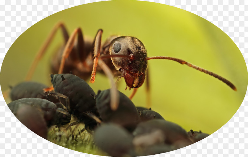 Queen Ant Colony Hornet Aphid PNG
