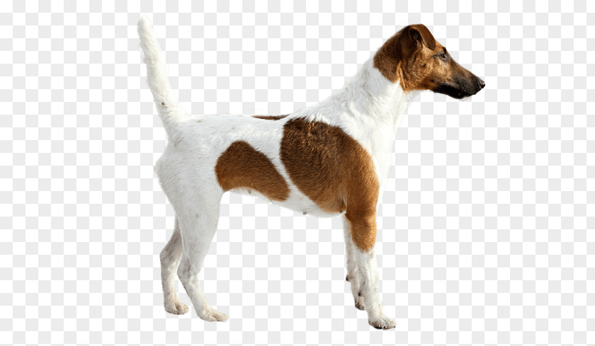 Smooth Fox Terrier Jack Russell English Foxhound Parson Miniature PNG