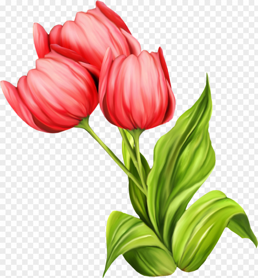 Tulip Cut Flowers PNG