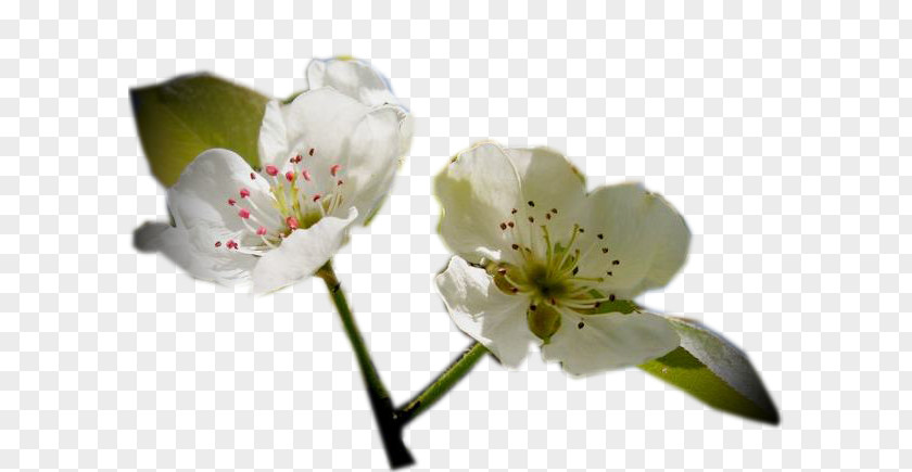 весенние цветы Cherry Blossom Flower ST.AU.150 MIN.V.UNC.NR AD PNG