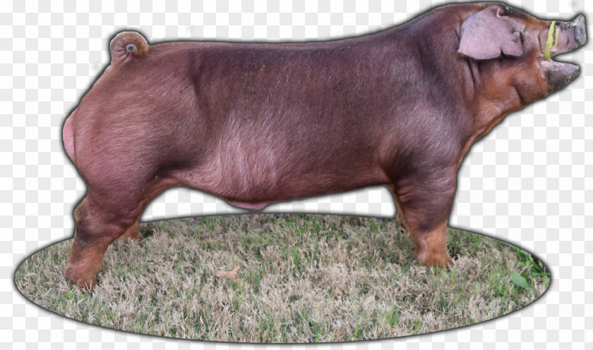 Duroc Pig Breed Industry Snout PNG